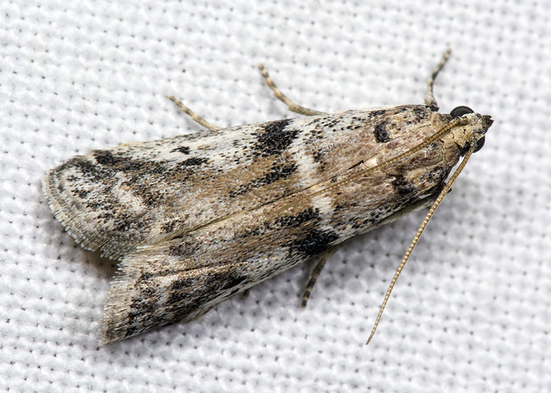 Pyralidae: Ephestia welseriella ? S